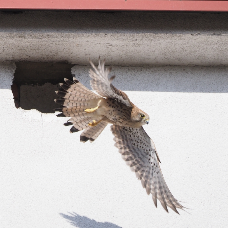pustułkę zwyczajną (Falco tinnunculus)