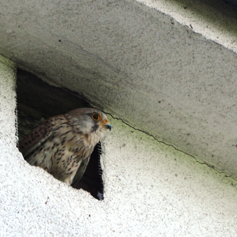 Zdjęcie przedstawia pustułkę zwyczajną (Falco tinnunculus) z rodziny sokołowatych w locie podczas obserwacji ornitologicznych
